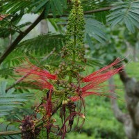 Calliandra houstoniana var. calothyrsus (Meisn.) Barneby